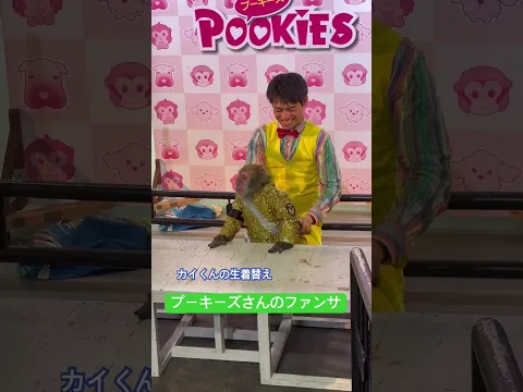 カイくんの生着替え #かわいい #monkey  #プーキーズ #cute #animals #癒し #可愛い