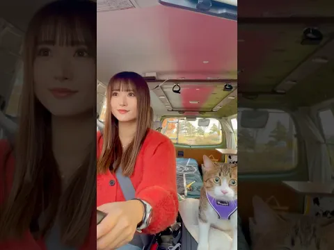 猫と初めてのドライブ #shorts #猫 #ねこ #ドライブ