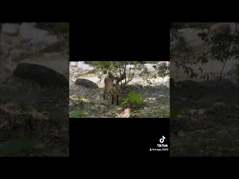 夏の景色✨宮島パート2⛩ #優木恵結 #鹿 #宮島 #夏の景色