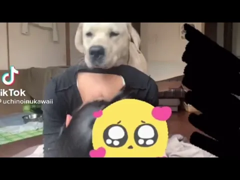 【TikTok】イッヌ‼️#shorts