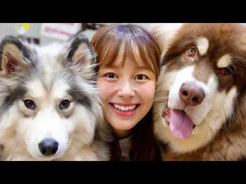 ハスキーカフェ貸し切りしたらやばいことになった