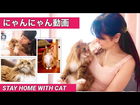 にゃんにゃん動画 癒しのおうち時間 猫のみるくぽんとにゃんにゃんタイム