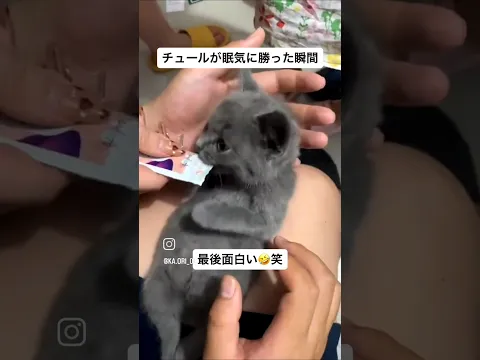 こねこにチュール、飛び起きる  #与田猫介  #ホストクラブヨダネコ