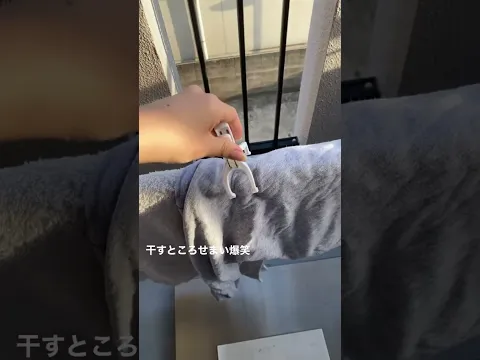 部屋紹介動画!!【オススメ最新動画】#短大生 #TikTok #恋中真央 #おすすめ #部屋紹介 #日常生活  #生活音