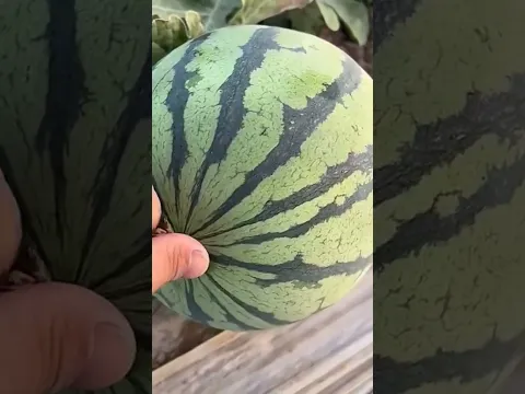  Yummy Fruite #asmr #fruits #fruitcutting