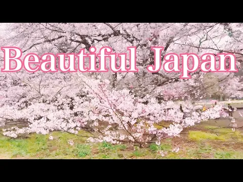 寝る前に見るマッサージ番外編『海外の人にも美しい桜を見て欲しい』～beautiful Japan～