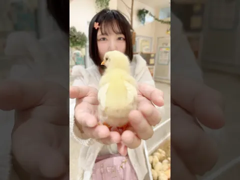 ヒヨコさわってきたアニタッチ名古屋ららぽーと店