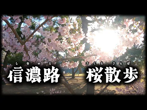 【桜と温泉】信濃路 さくら散歩 〜国宝 松本城、弘法山古墳、天下第一の桜 高遠城址〜