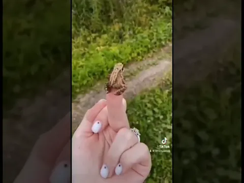 #カエルの為に鐘は鳴る