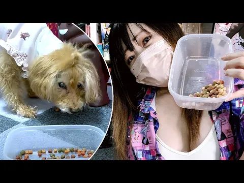 SNSで見かける、犬を騙してご飯を食べさせる方法️ | How to get your dog to eat, as seen on social media 983-1
