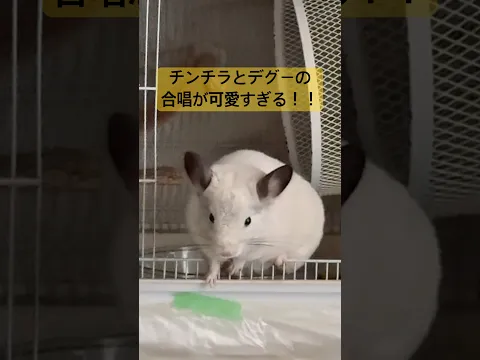 チンチラとデグーの鳴き声聞いたことある? #おすすめにのりたい #デグーマウス #デグー #chinchilla #チンチラ #mouse #小動物 #smallanimal