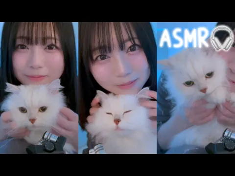 【ASMR】猫をモフるゴロゴロ音♡ふわふわ音