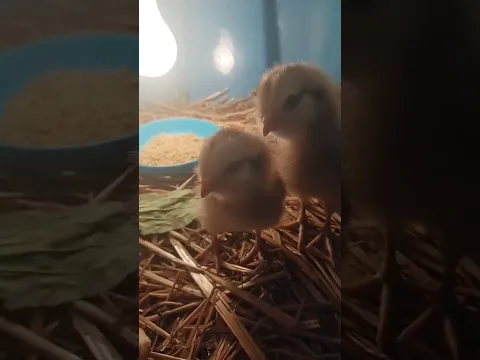 #trending #trendingshorts #fypシ゚viral #YouTube #YouTubeshorts #viralvideo #fypYouTube #YouTuber