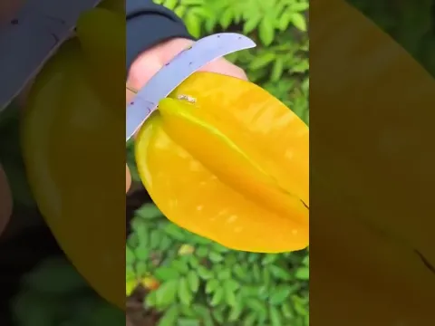  Yummy Fruite #asmr #fruits #fruitcutting