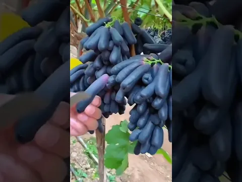  Best Yummy Fruit #asmr #fruits #fruitcutting