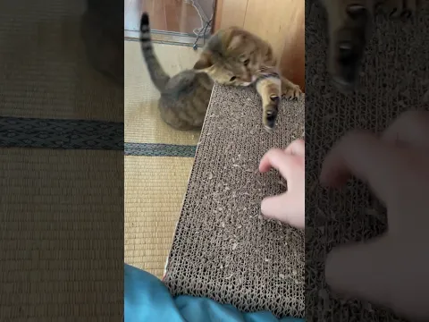 猫の爪とぎする場所で爪を研ぐとこうなる。