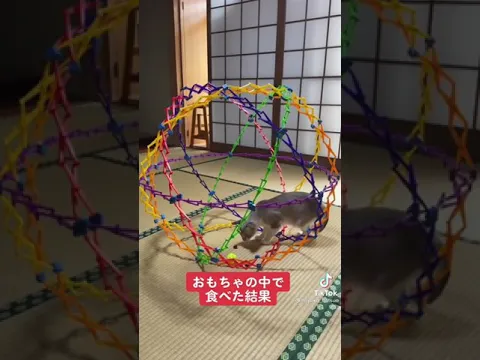 おもちゃの中で食べた結果w