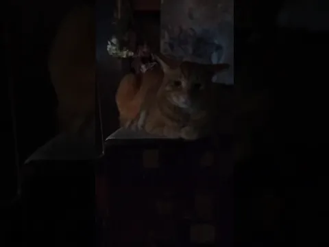 那須 北温泉 アイドル猫 マル