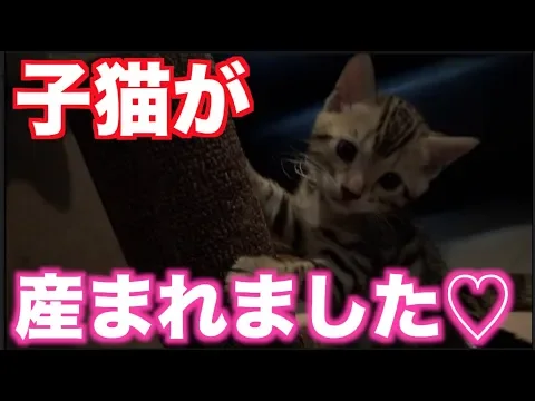 元気な子猫が5匹産まれました!