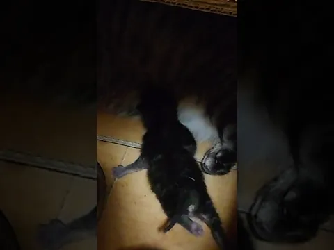 生後2日の子猫のおっぱいタイム!