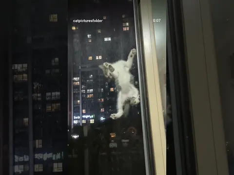 猫、網戸をよじ登る #与田猫介 与田猫介