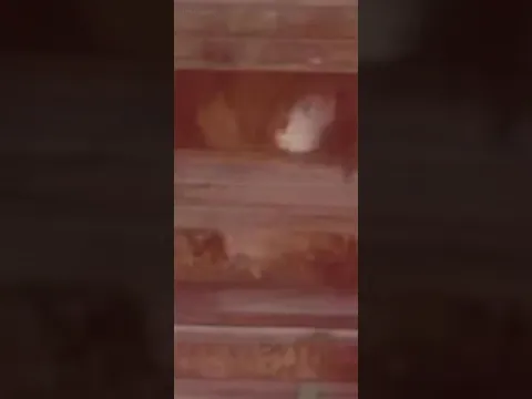 【ライブ配信】モ○マン水着ギャル二人の楽しい夏