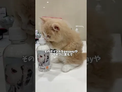 みんなまだcolorfulしてないにゃん? #カラフル #猫の気持ち #ポイ活 #猫のいる暮らし #お金の知識