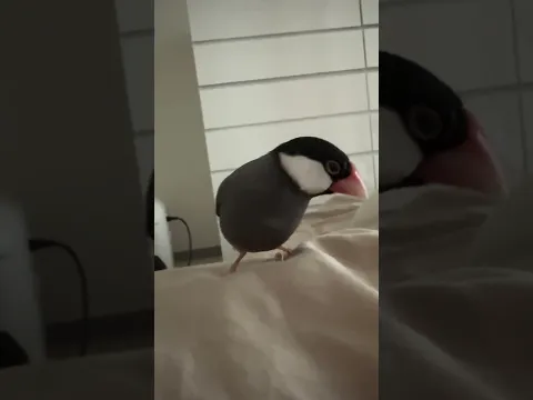 低血圧の女の子の朝の寝ぼけルーティン#低血圧#マッサージ #ストレッチ #起立性低血圧 #文鳥 #文鳥水遊び #マルプー